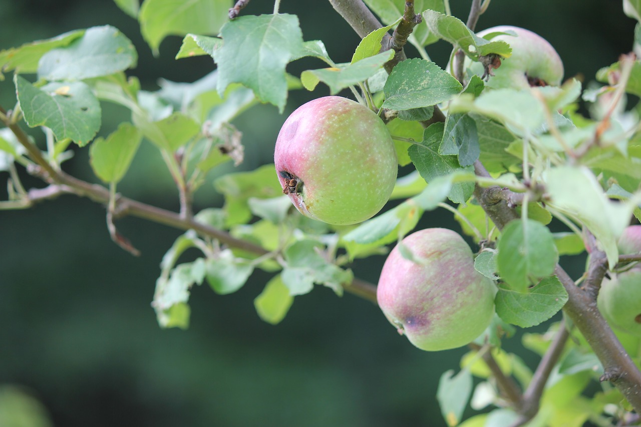 Image - apple tree growing garden harvest