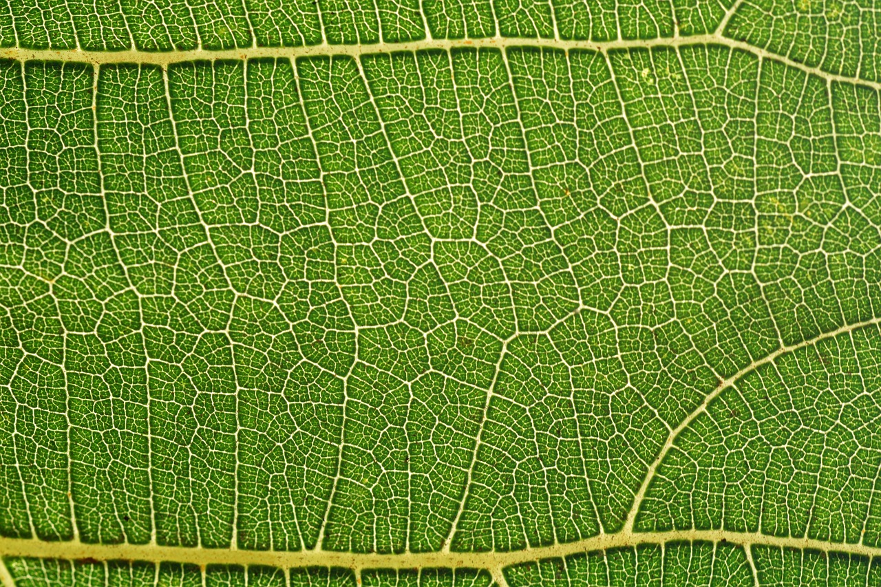 Image - leaf fig leaf structure background