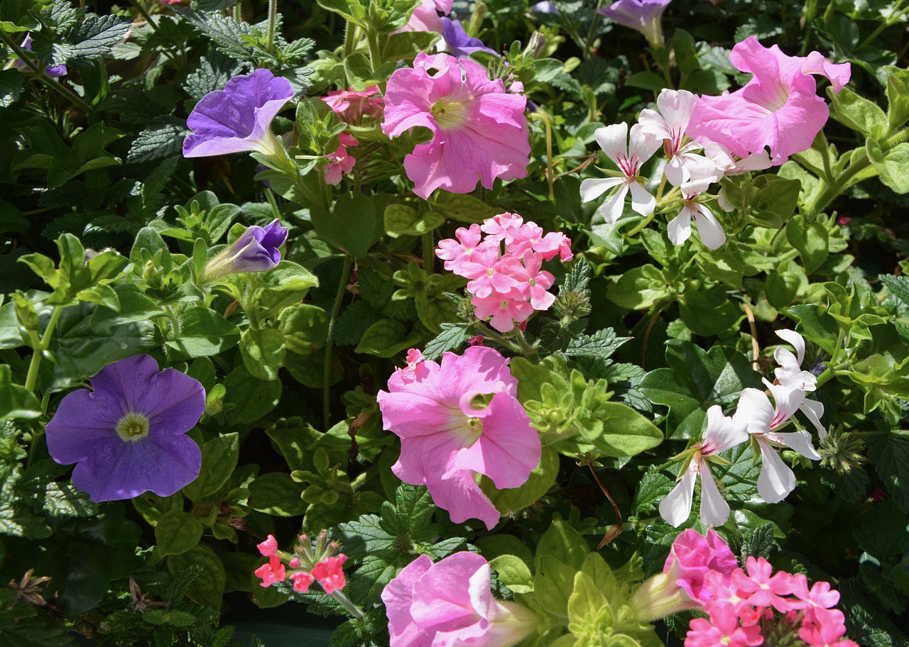 Image - flowers plants mauve pink