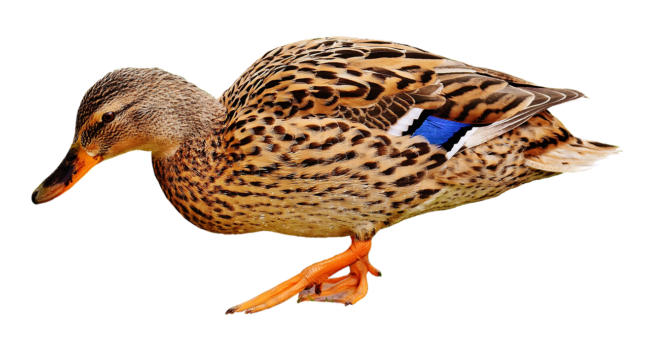 Image - duck water bird poultry plumage