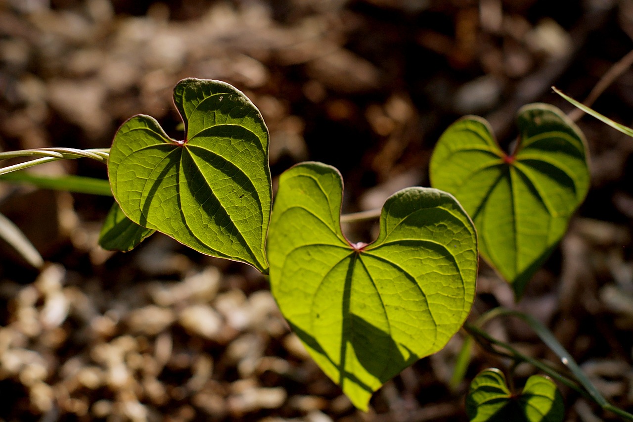 Image - ivy plants the leaves leaf