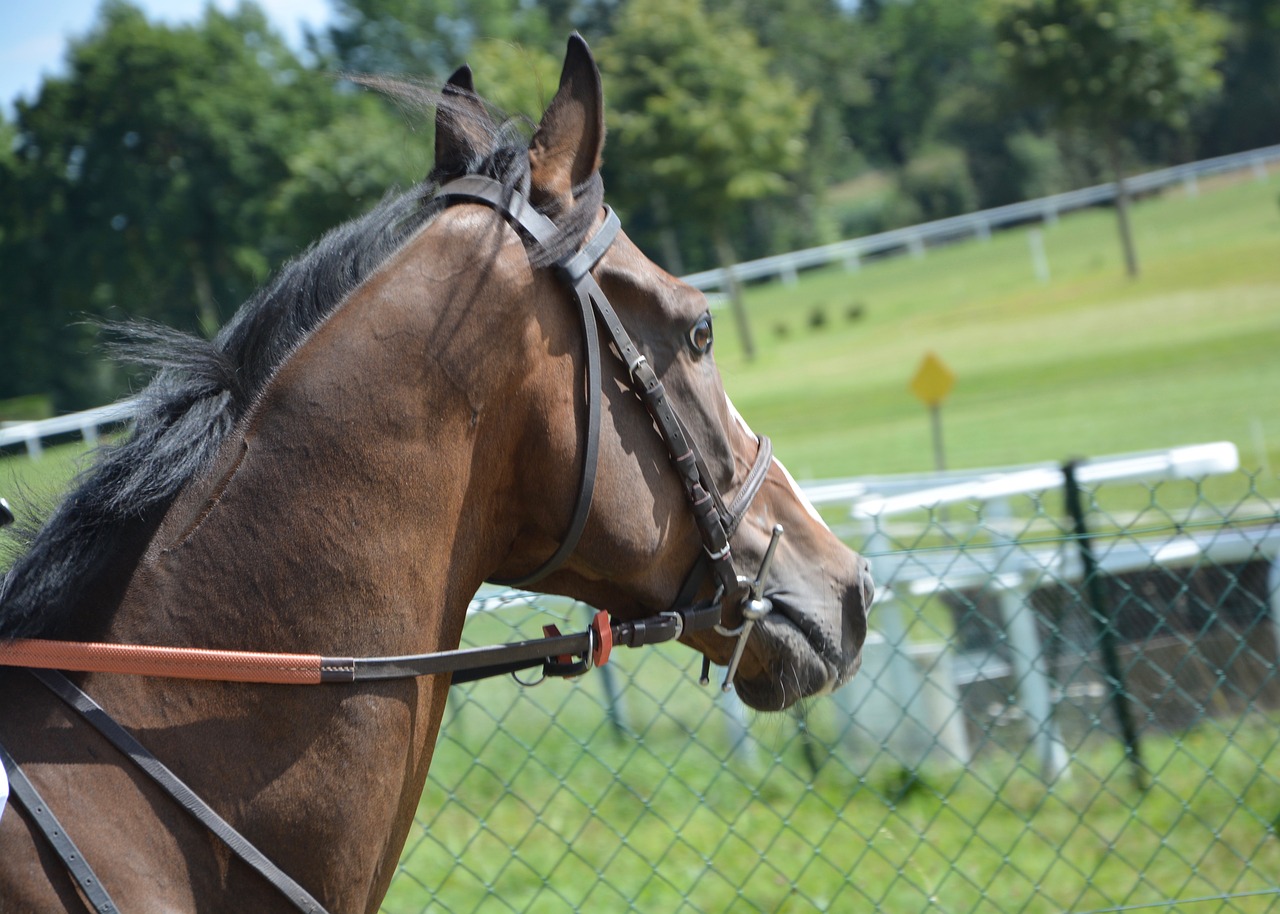 Image - horse horse racing net reins guide