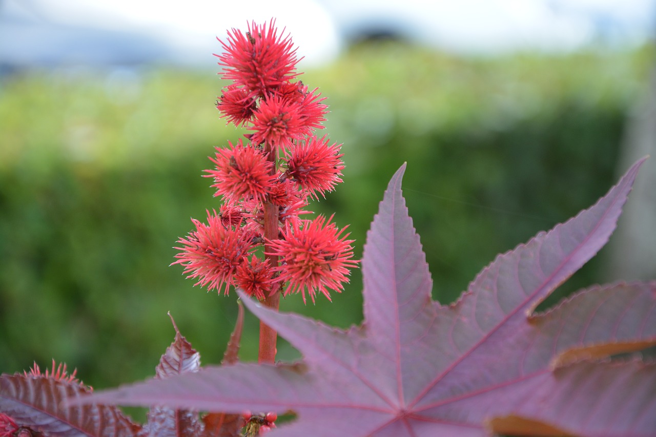 Image - red flower plants massif garden