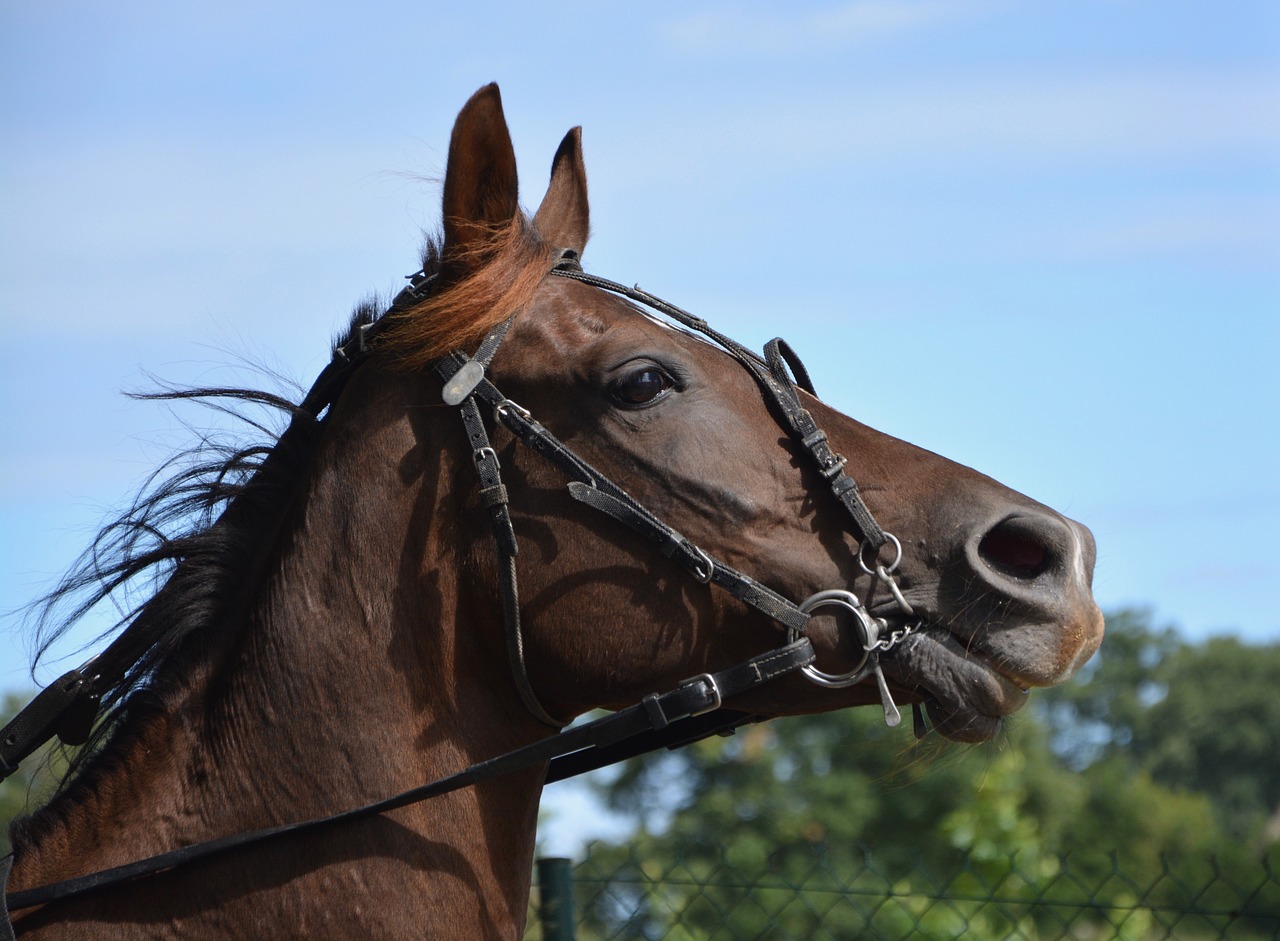 Image - horse reins net eye