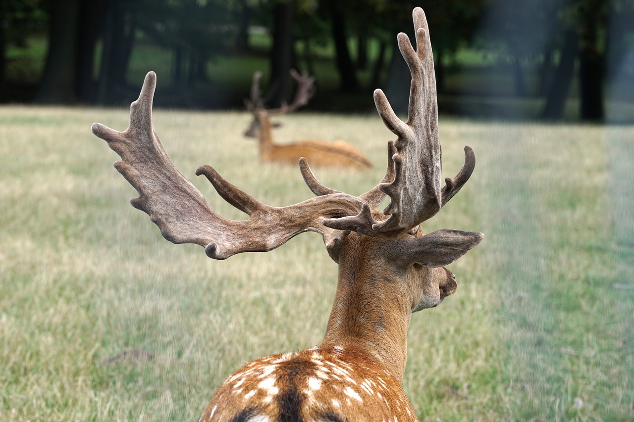 Image - fallow deer wild antler nature