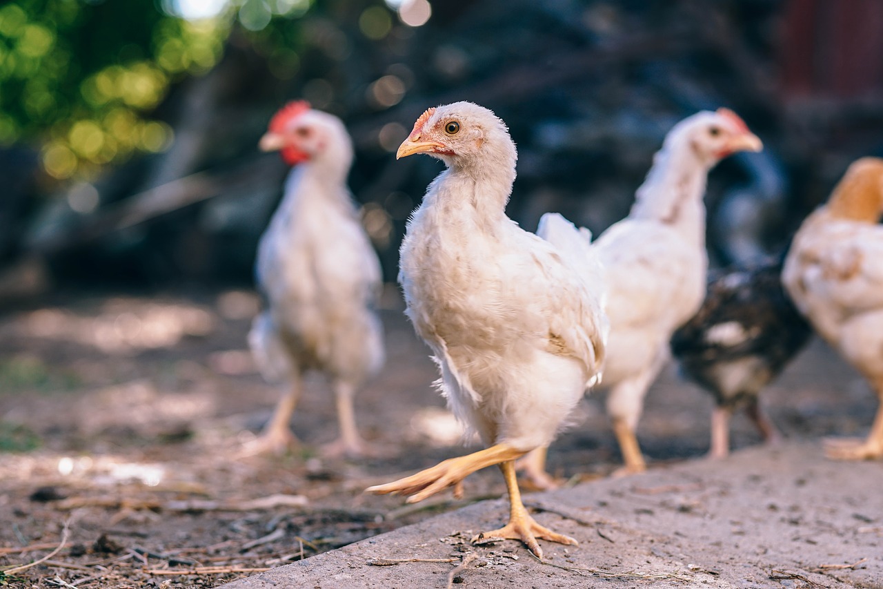 Image - animal birdcage capon chicken coop