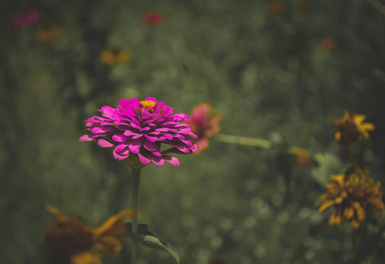 Image - flowers purple gloomy