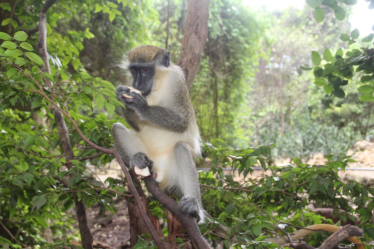 Image - monkey barbados nature forest