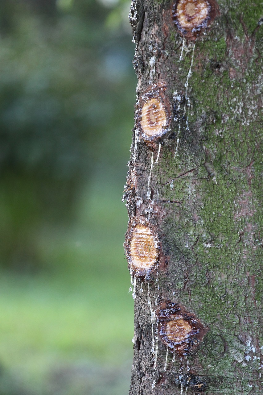 Image - tree water resin nature landscape