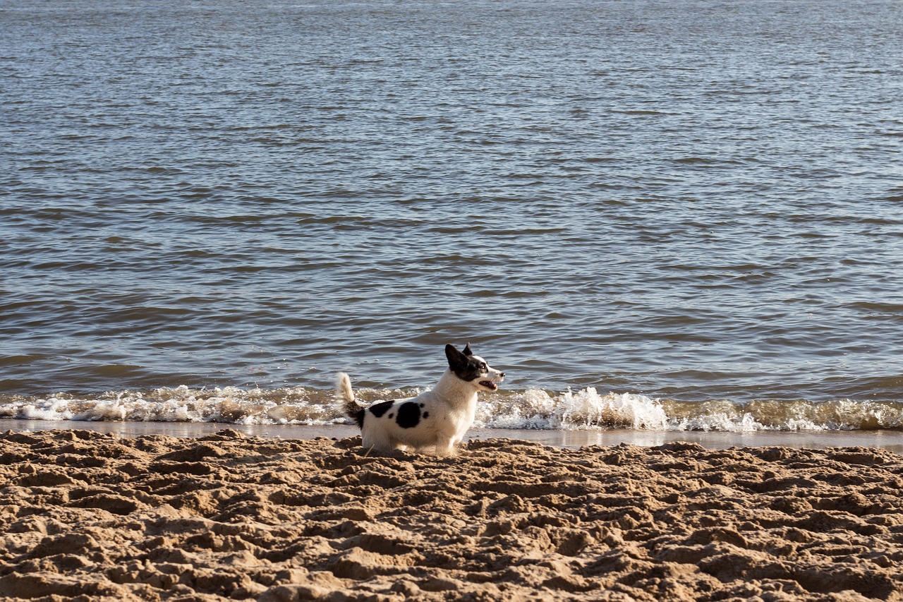 Image - dog beach welsh corgi doggy