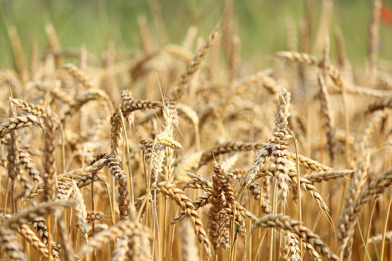 Image - wheat field nature seeds sun food