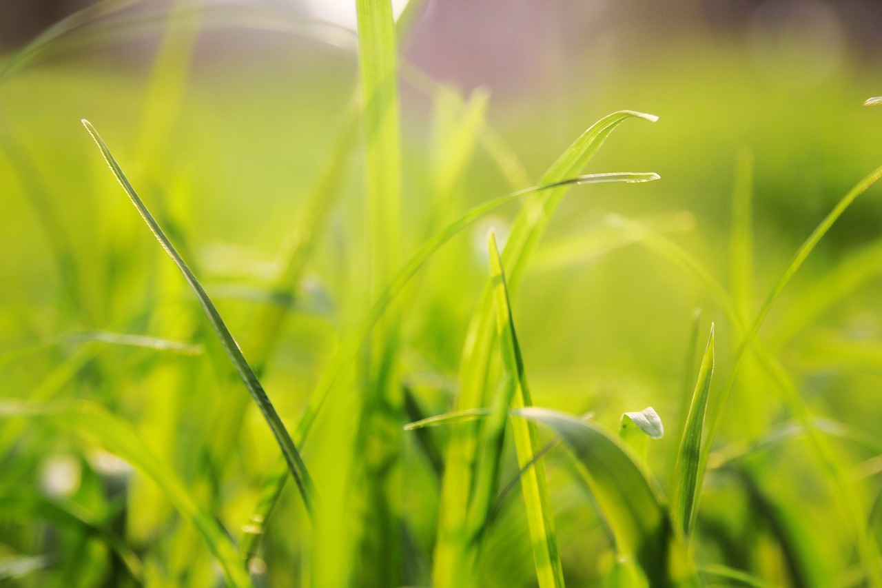 Image - grass background solid