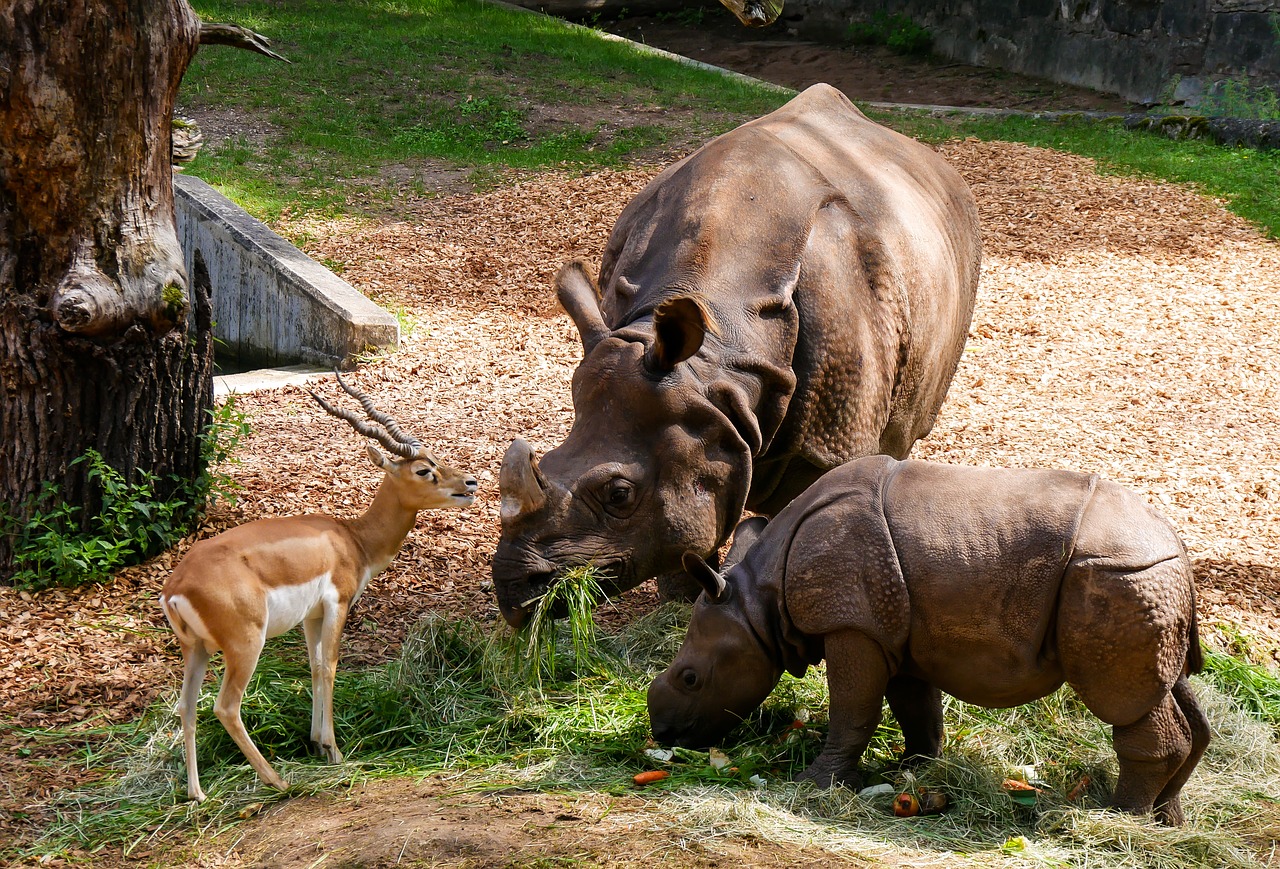 Image - animals rhino rhino baby antelope