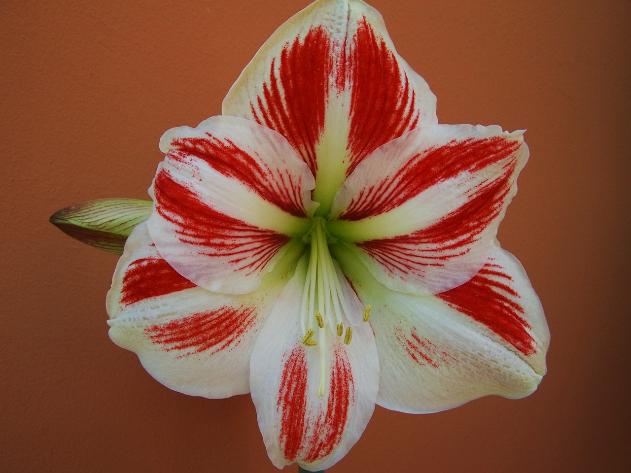 Image - amaryllis red and white flowers