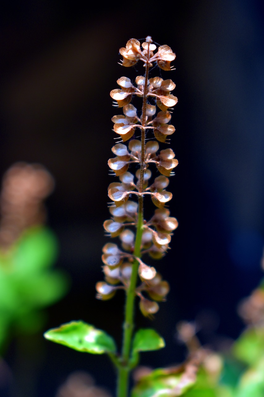 Image - basil holy tulsi seeds herbs