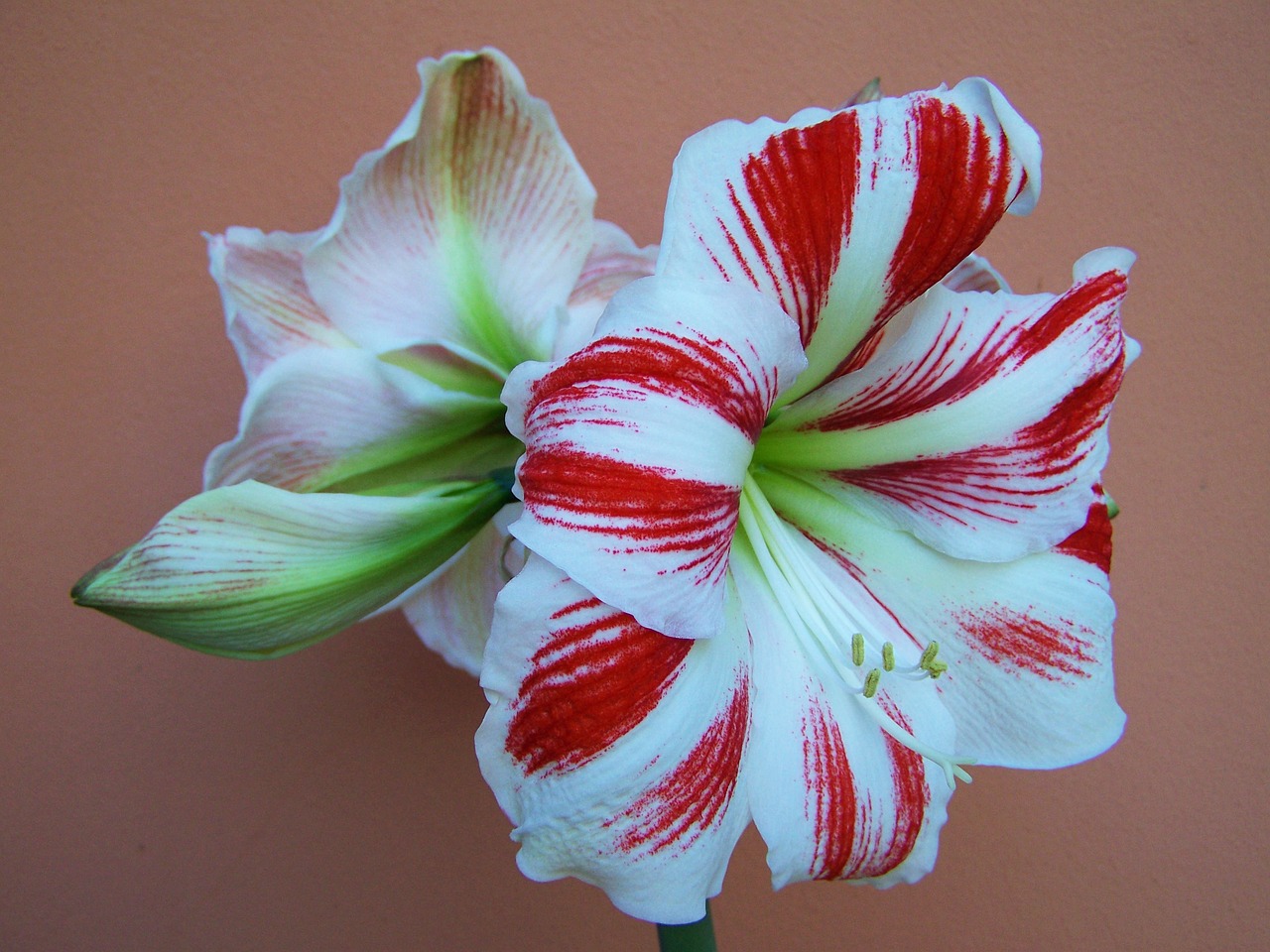 Image - amaryllis red and white flowers