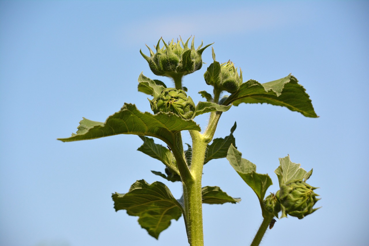 Image - sunflower bud ant plant day shadow