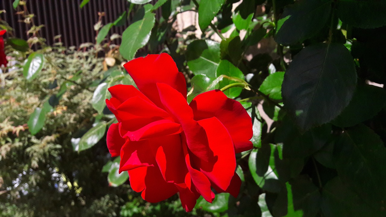 Image - red rose ros red flowers roses