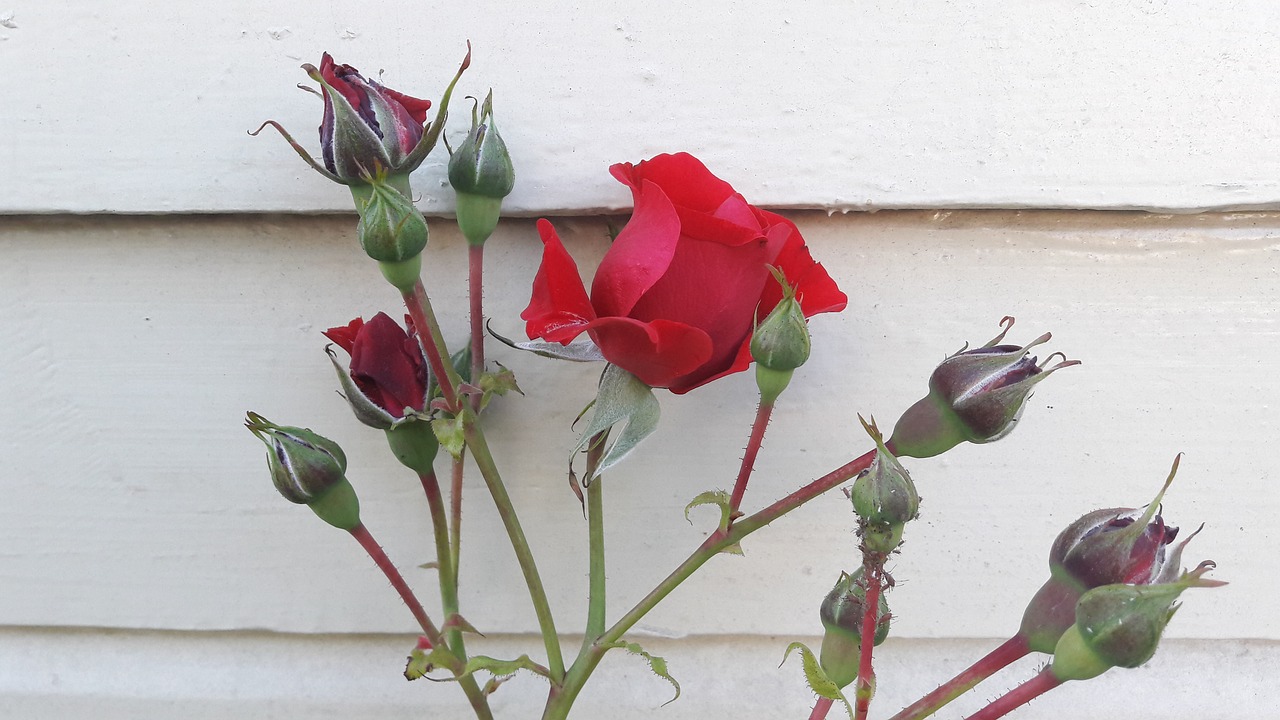 Image - red rose ros red flowers roses