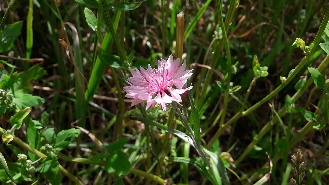 Image - klint pink klint cornflower flower