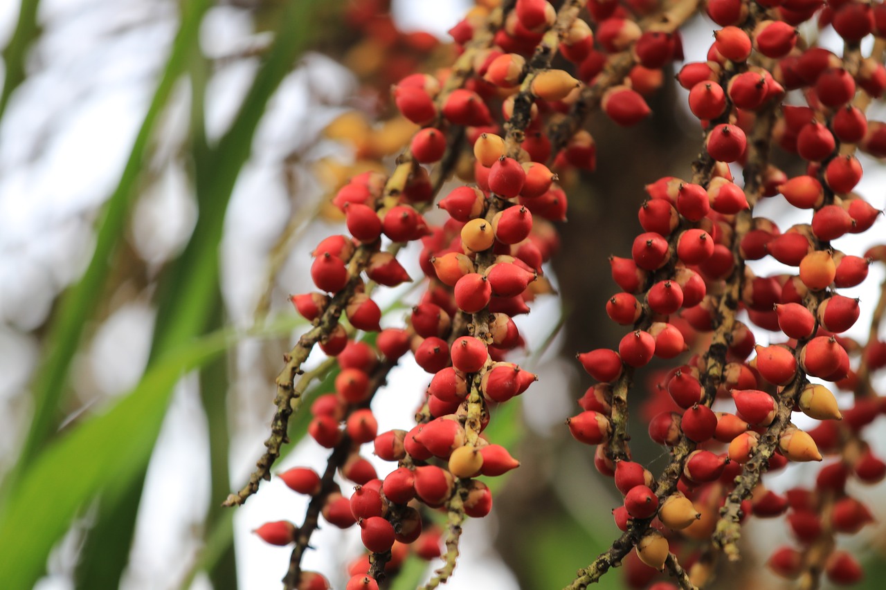 Image - plant tree wood nature palm