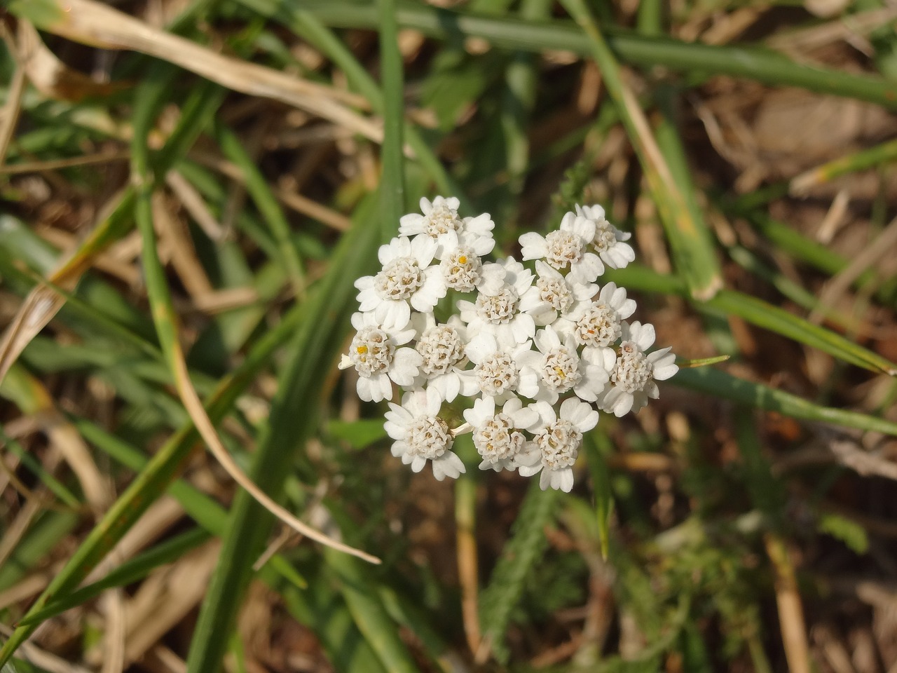 Image - flower white nature green