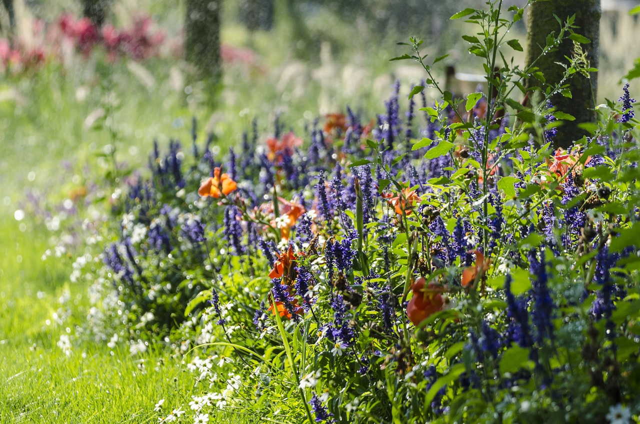 Image - flowers plant salvia canna