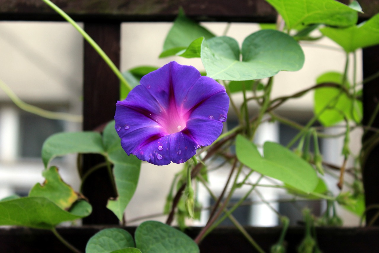 Image - bindweed creeper purple flowers