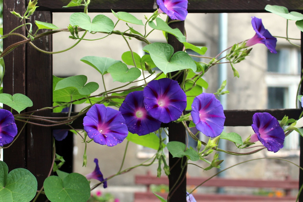 Image - bindweed creeper purple flower