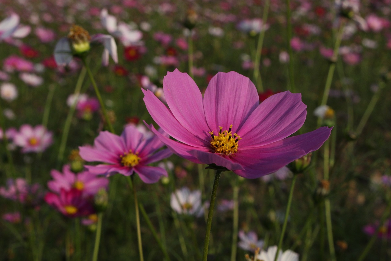 Image - gesanghua pink flowers views