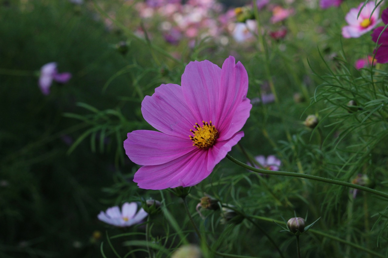 Image - gesanghua flowers views close up