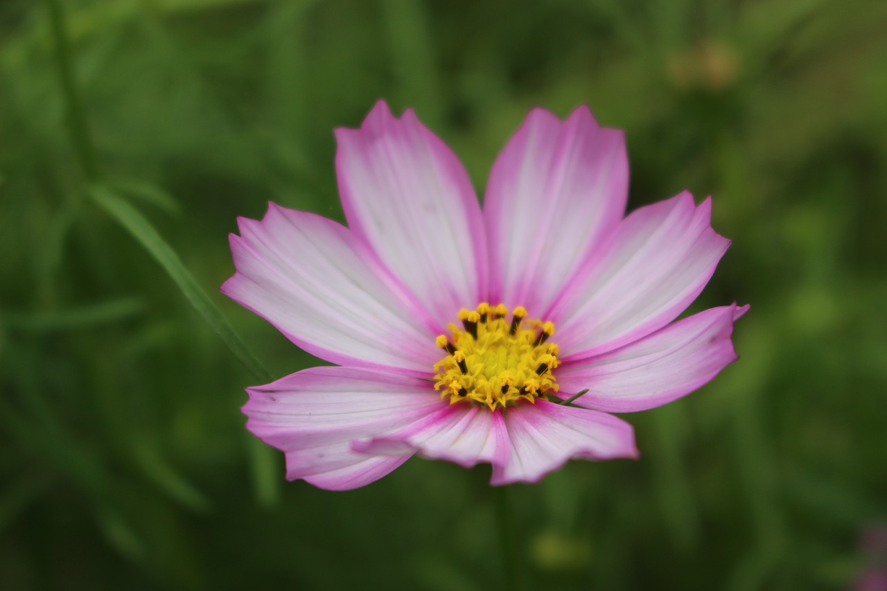 Image - gesanghua flowers views close up