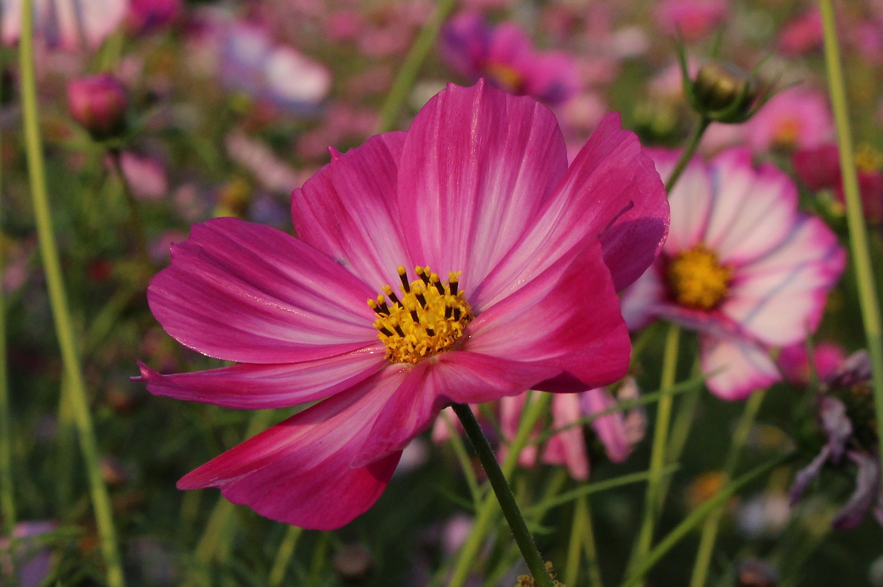 Image - gesanghua flowers views close up