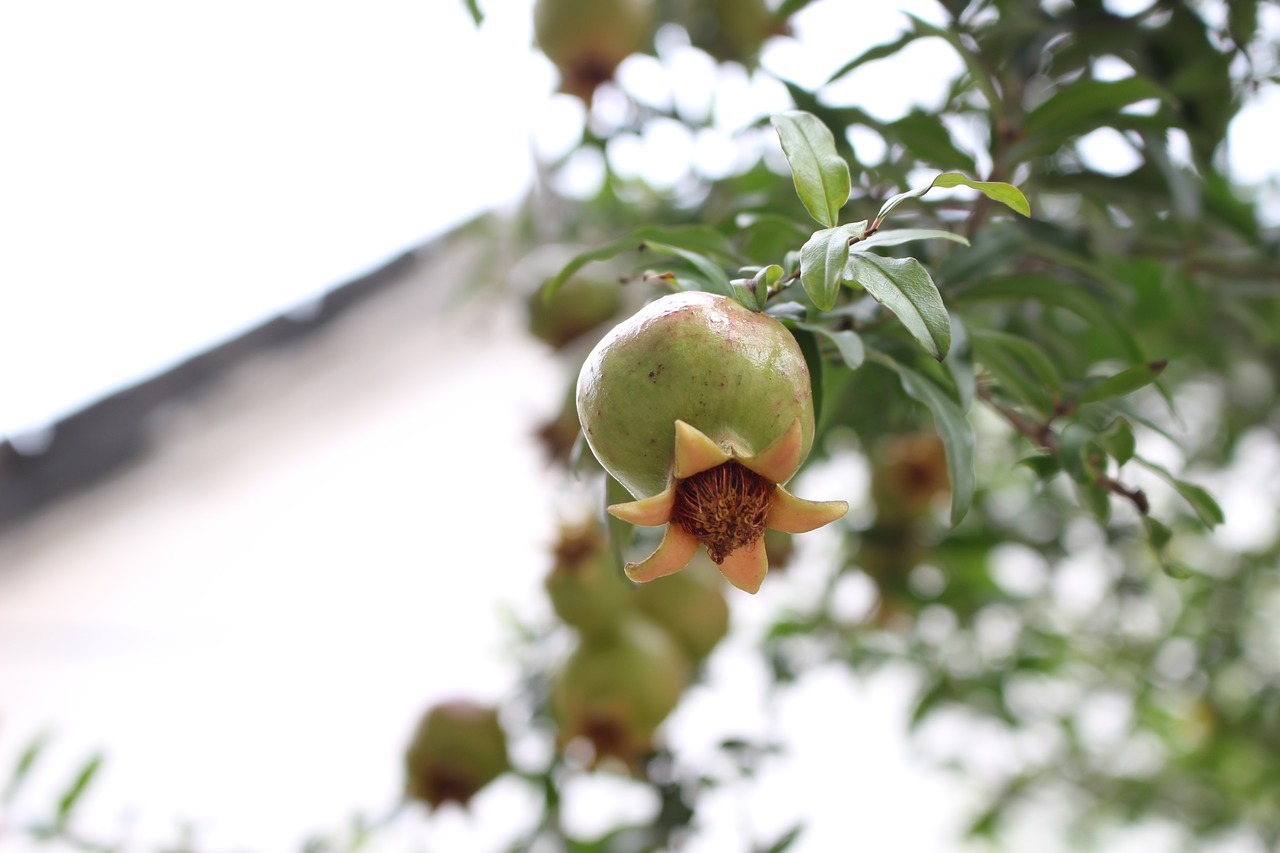 Image - pomegranate the ancient house fruit