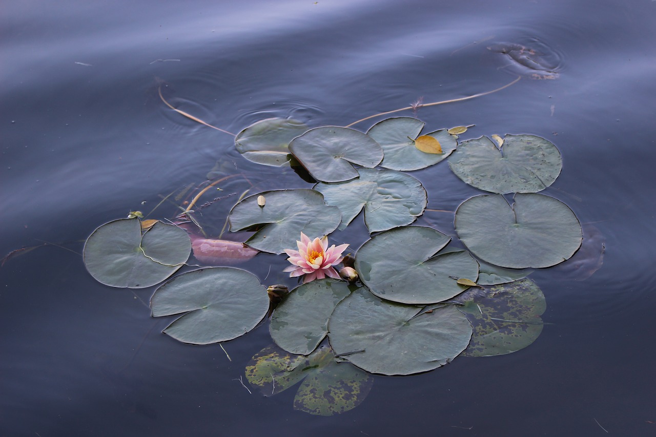 Image - lotus flower views deep color