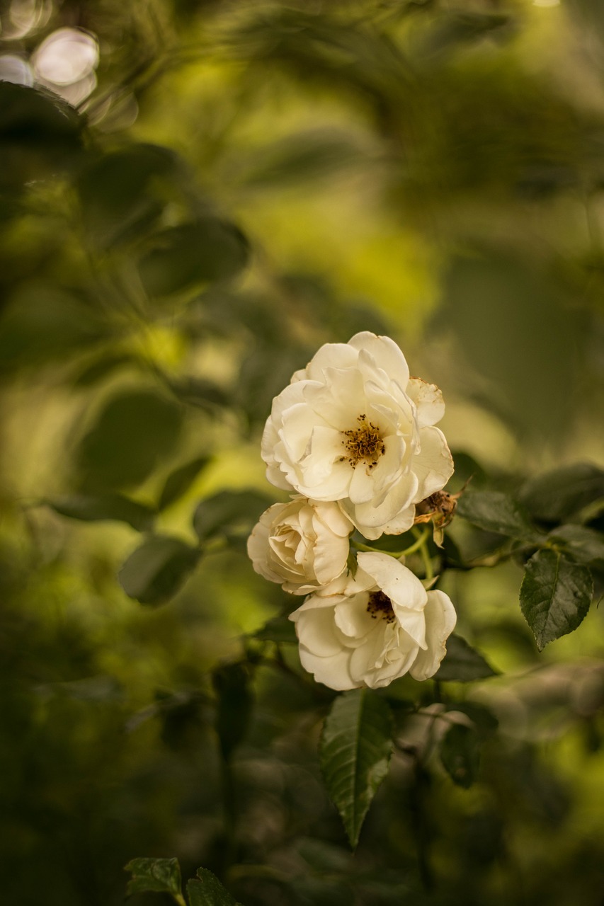 Image - flower rose nature floral blossom