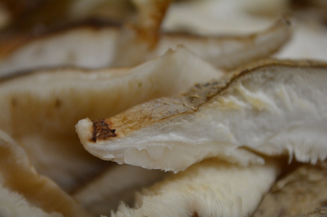 Image - shiitake mushroom