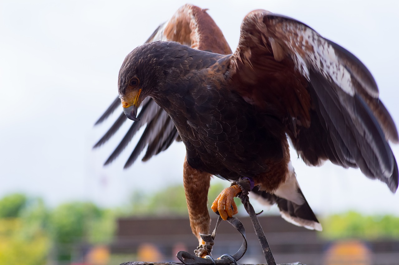 Image - raptor falconry beak wings