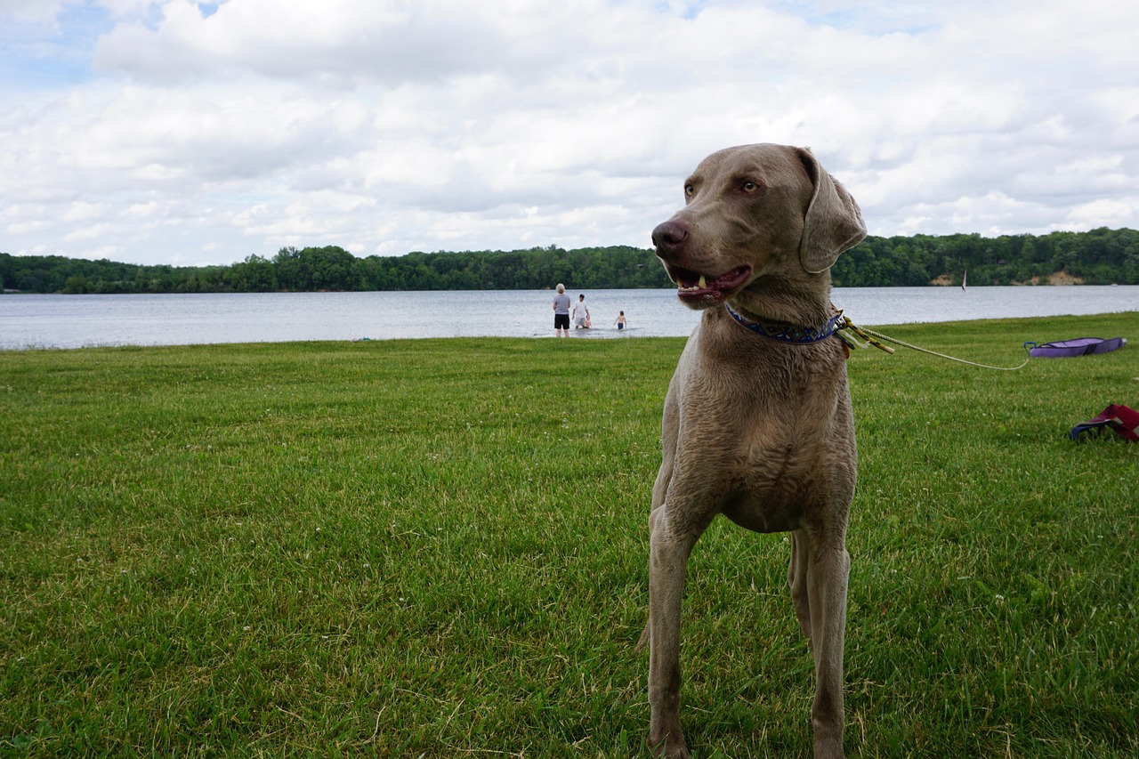 Image - dog lake nature animal water pet