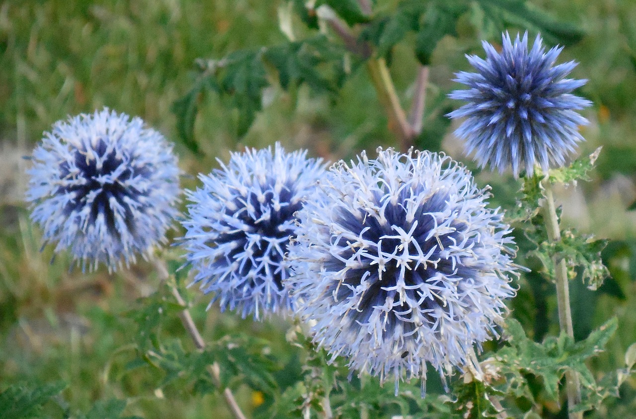 Image - garlic plant flower blue