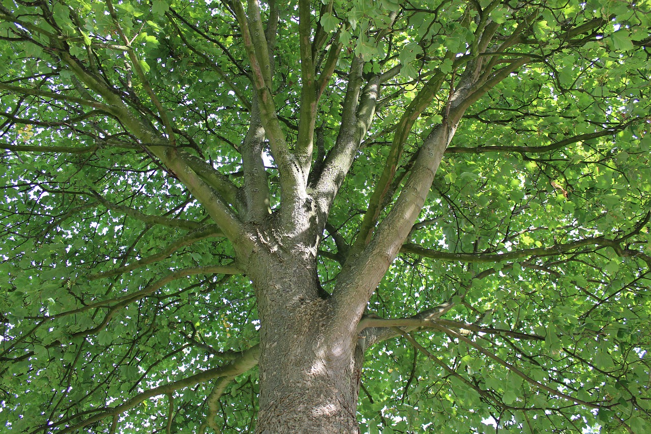 Image - tree crown nature leaves sky