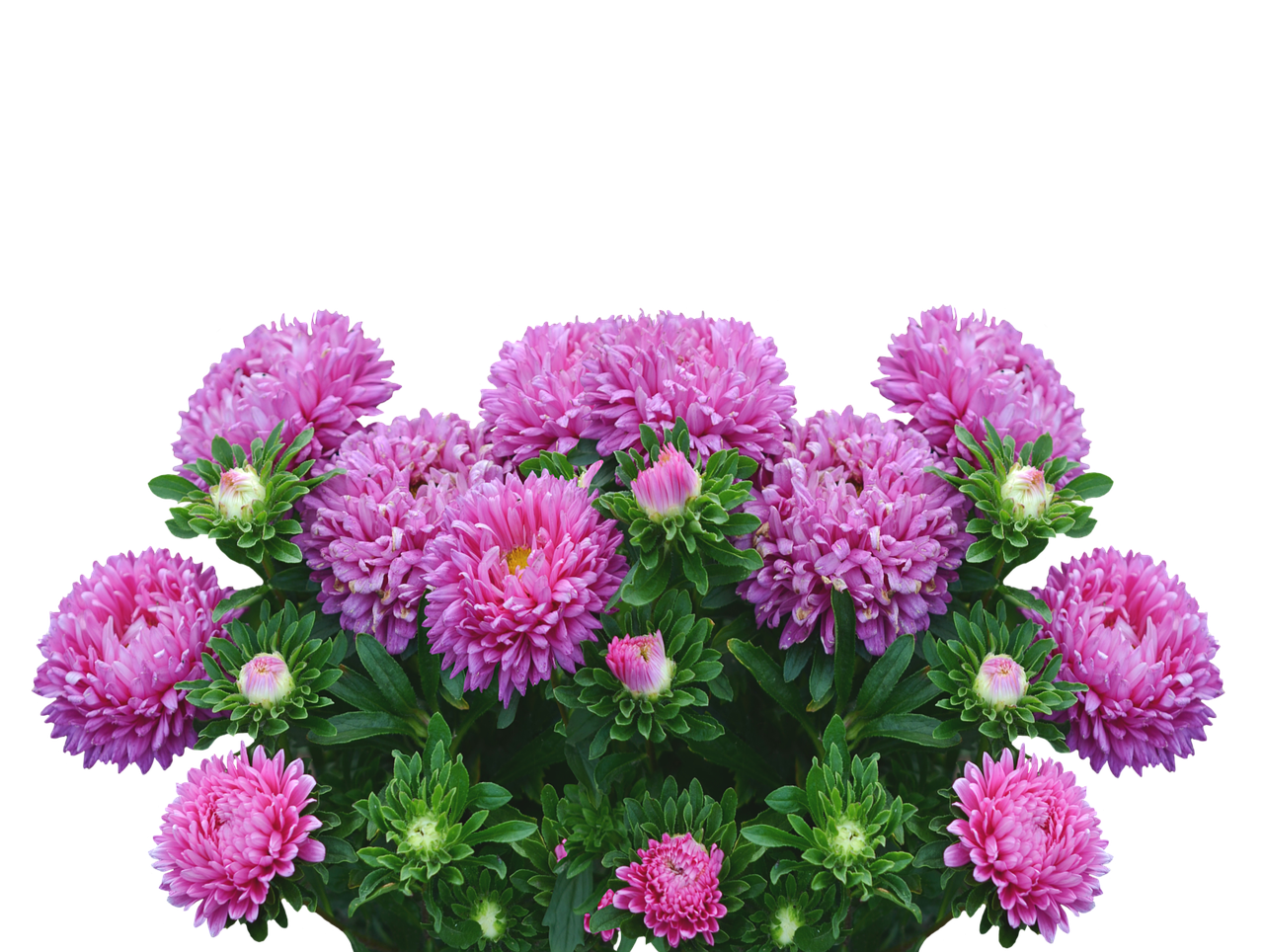 Image - asters autumn flowers purple
