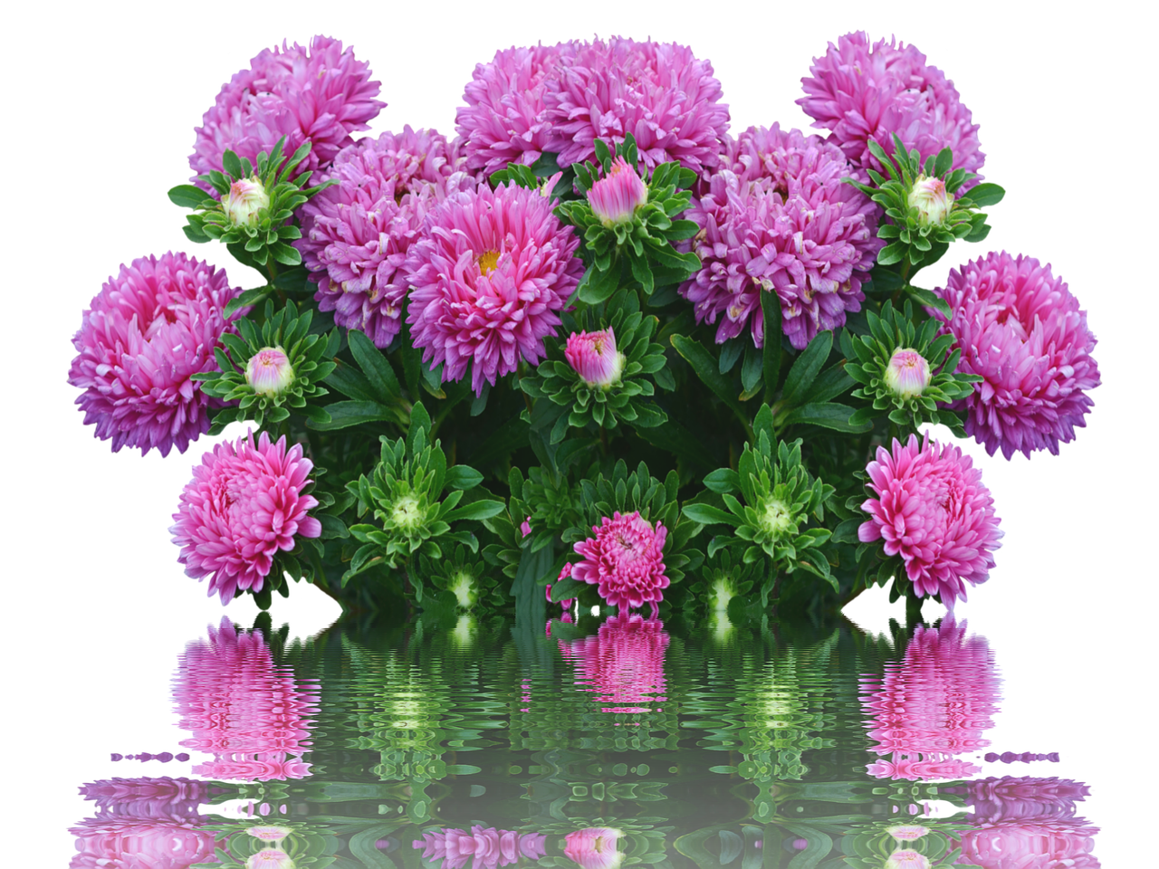 Image - asters autumn flowers purple