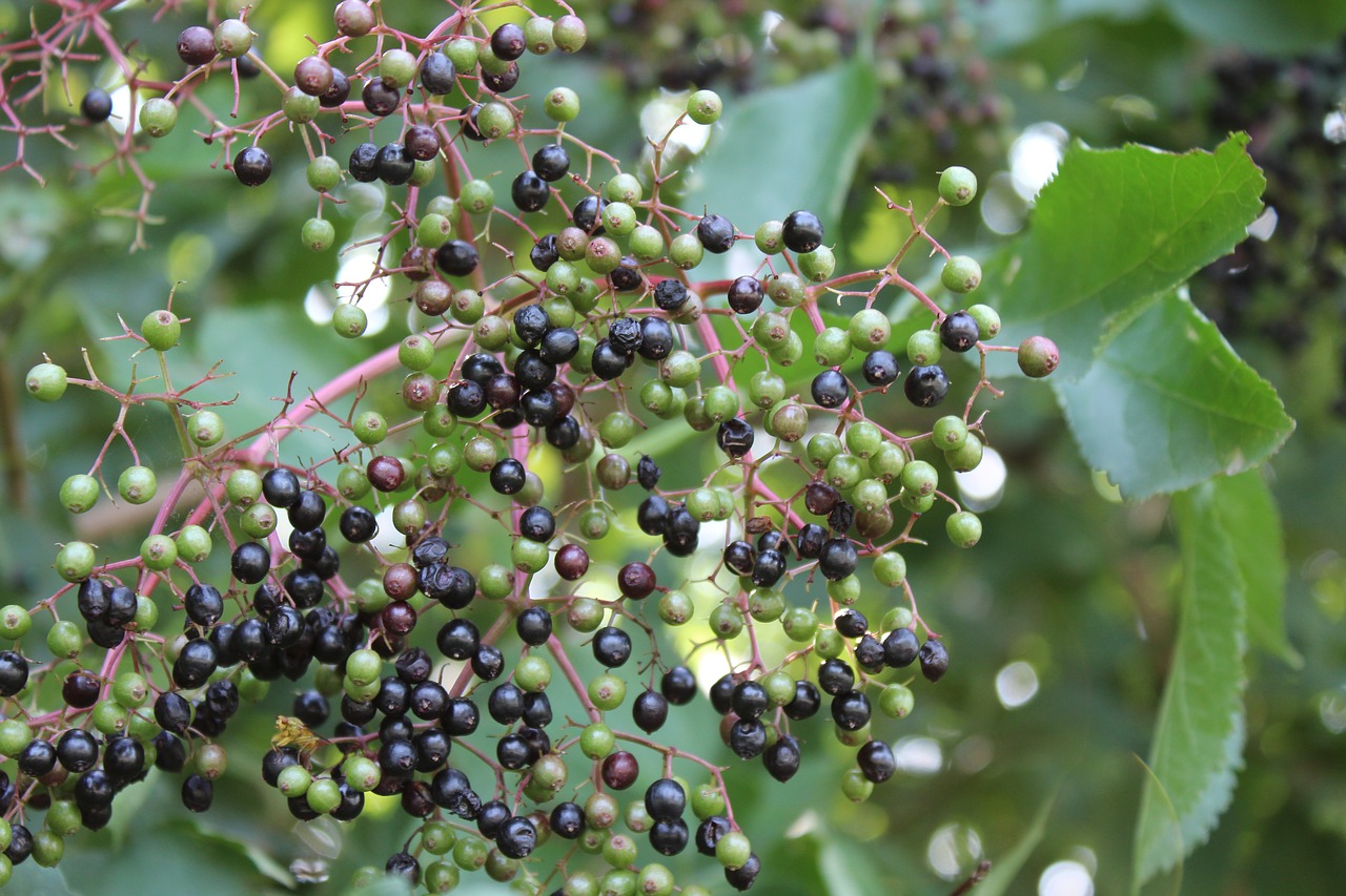 Image - berries bed bush close nature