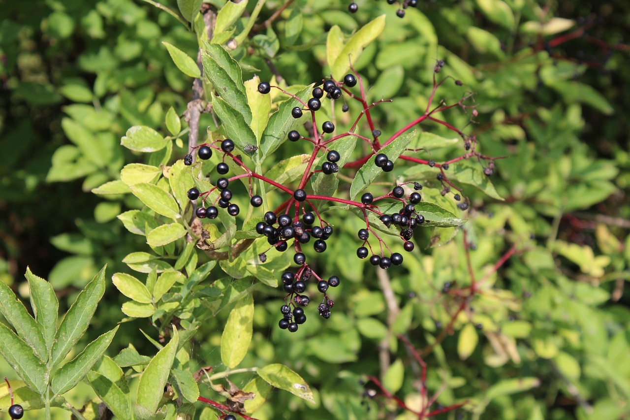 Image - berries bed bush close nature