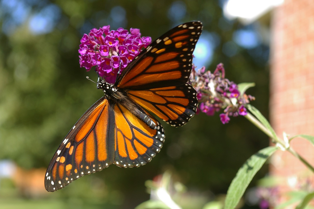 Image - butterfly monarch bush purple