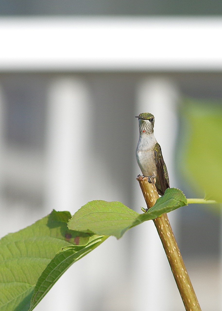 Image - hummingbird plant sitting bird