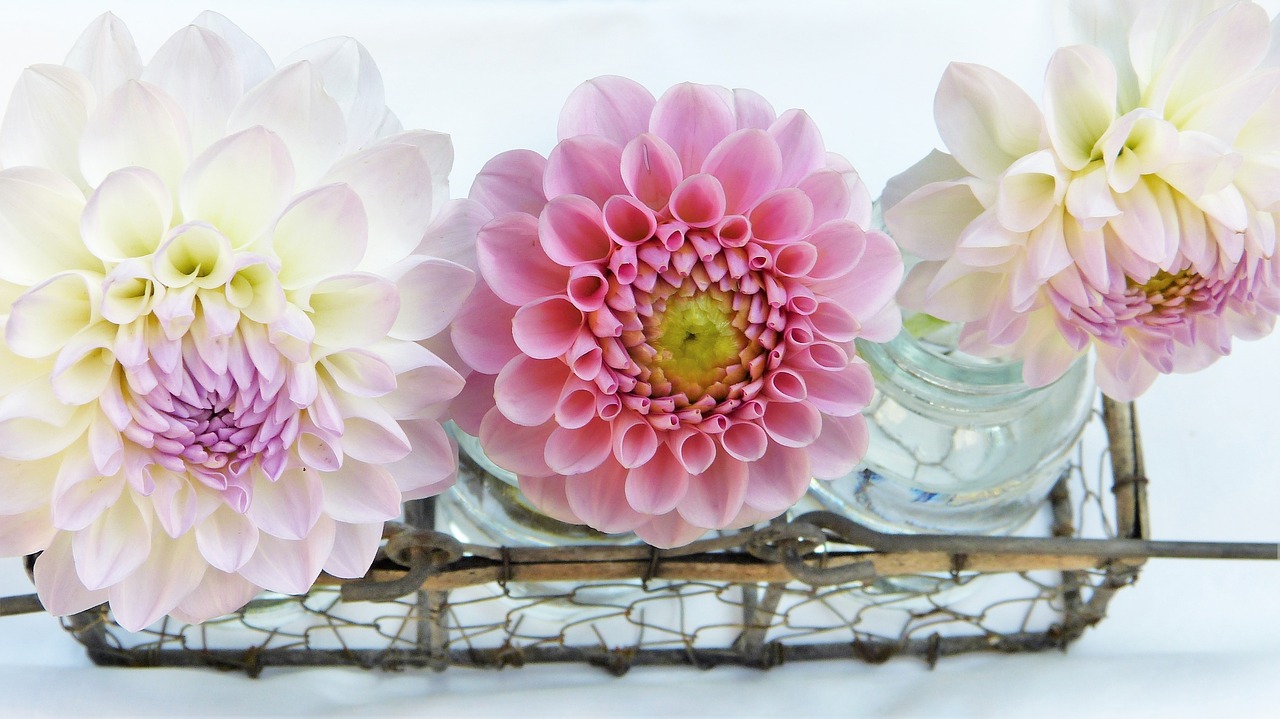 Image - dahlia vase water blossom bloom