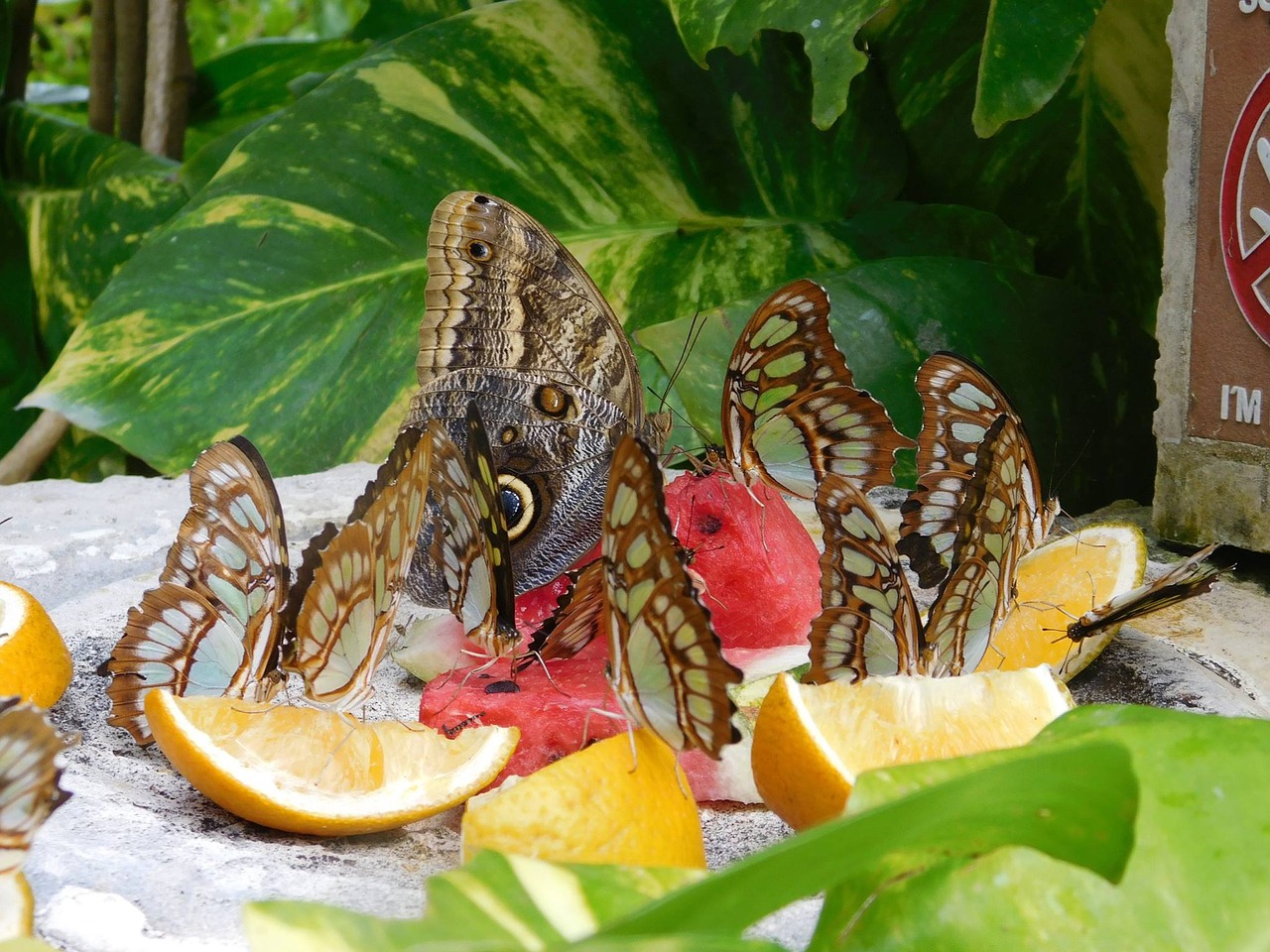 Image - mexico butterflies food nectar