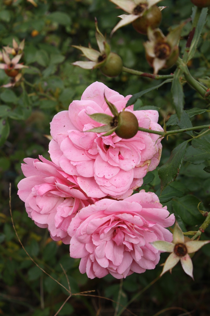 Image - roses garden flower pink flowers